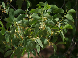 Image of Acacia oraria F. Muell.