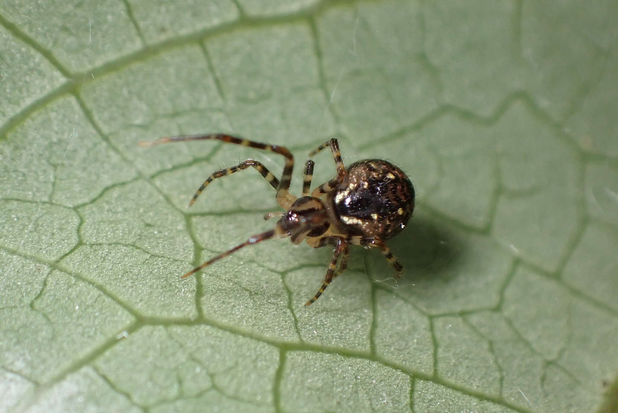 Image of Theridion zantholabio Urquhart 1886