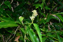 Слика од Alpinia flabellata Ridl.