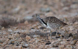 Image of Chlamydotis undulata fuertaventurae (Rothschild & Hartert 1894)