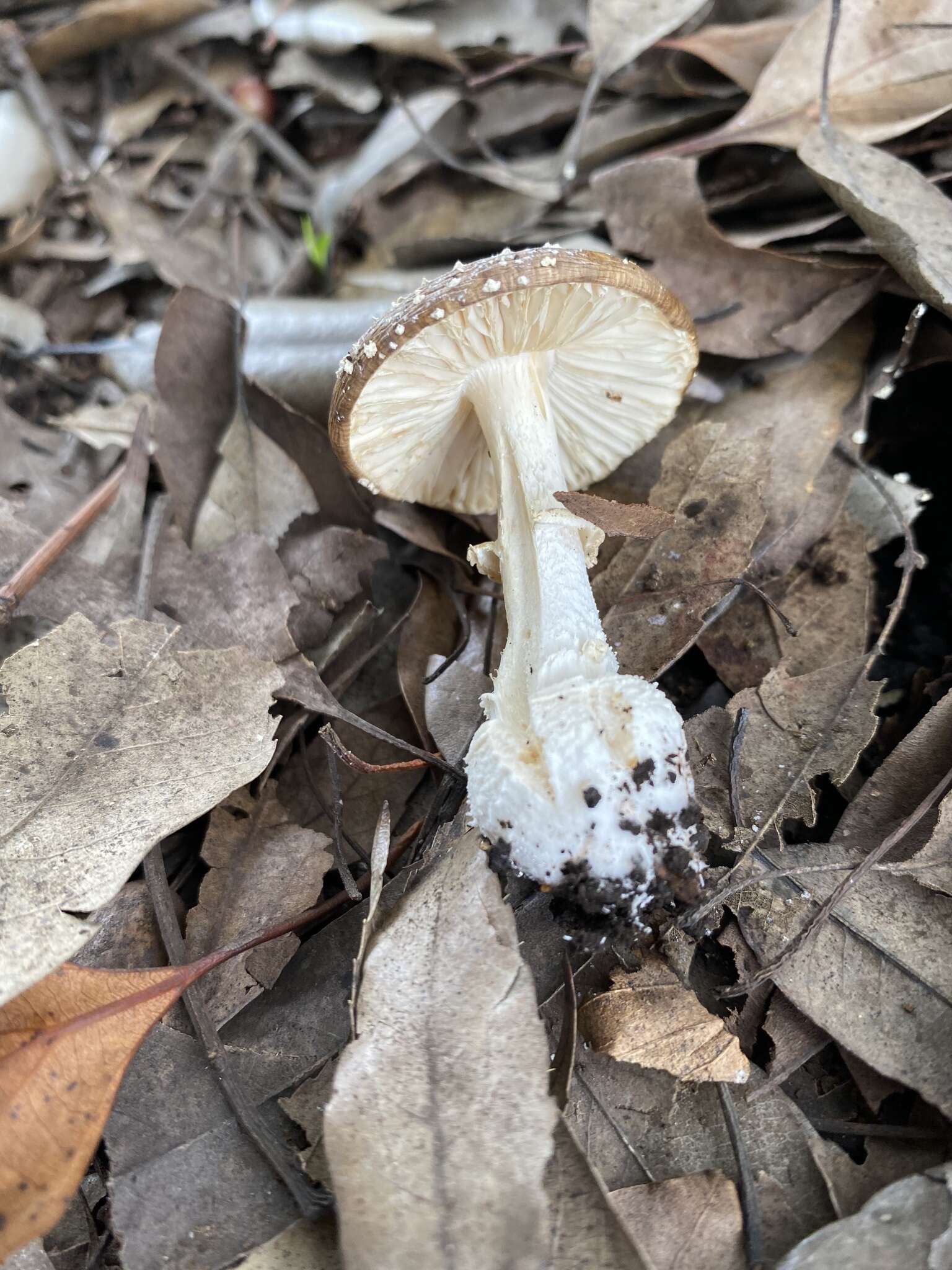 Слика од Amanita sychnopyramis Corner & Bas 1962