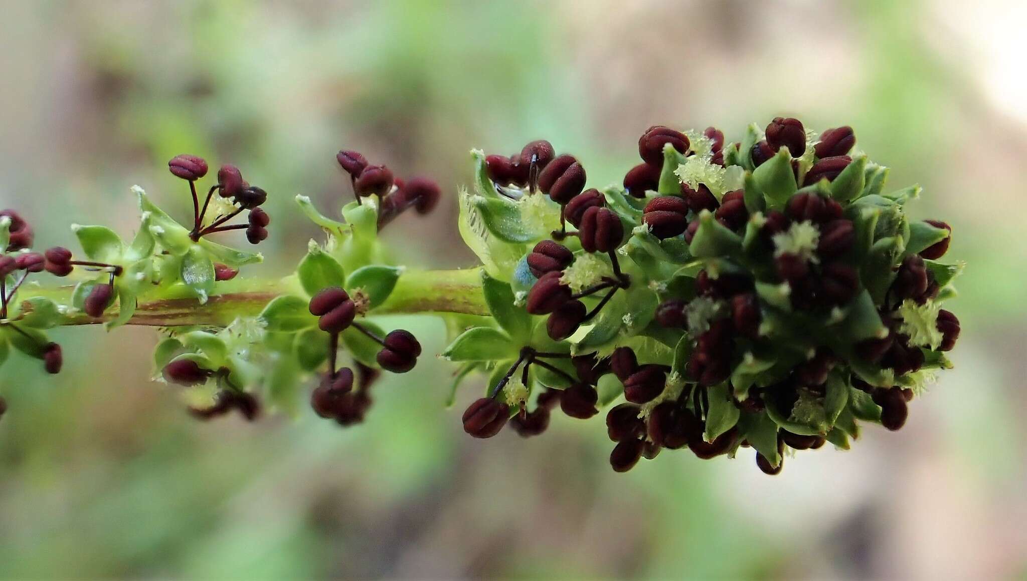 Image of Acaena echinata Nees