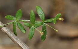 Image of graceful bedstraw