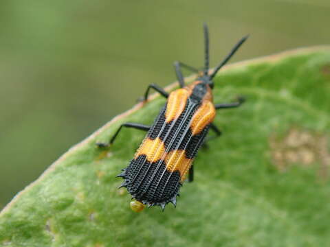 Oxychalepus anchora (Chapuis 1877)的圖片