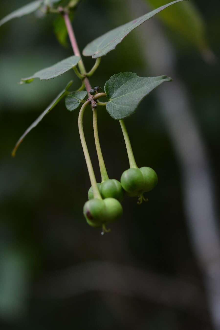 Imagem de Dalembertia triangularis Müll. Arg.