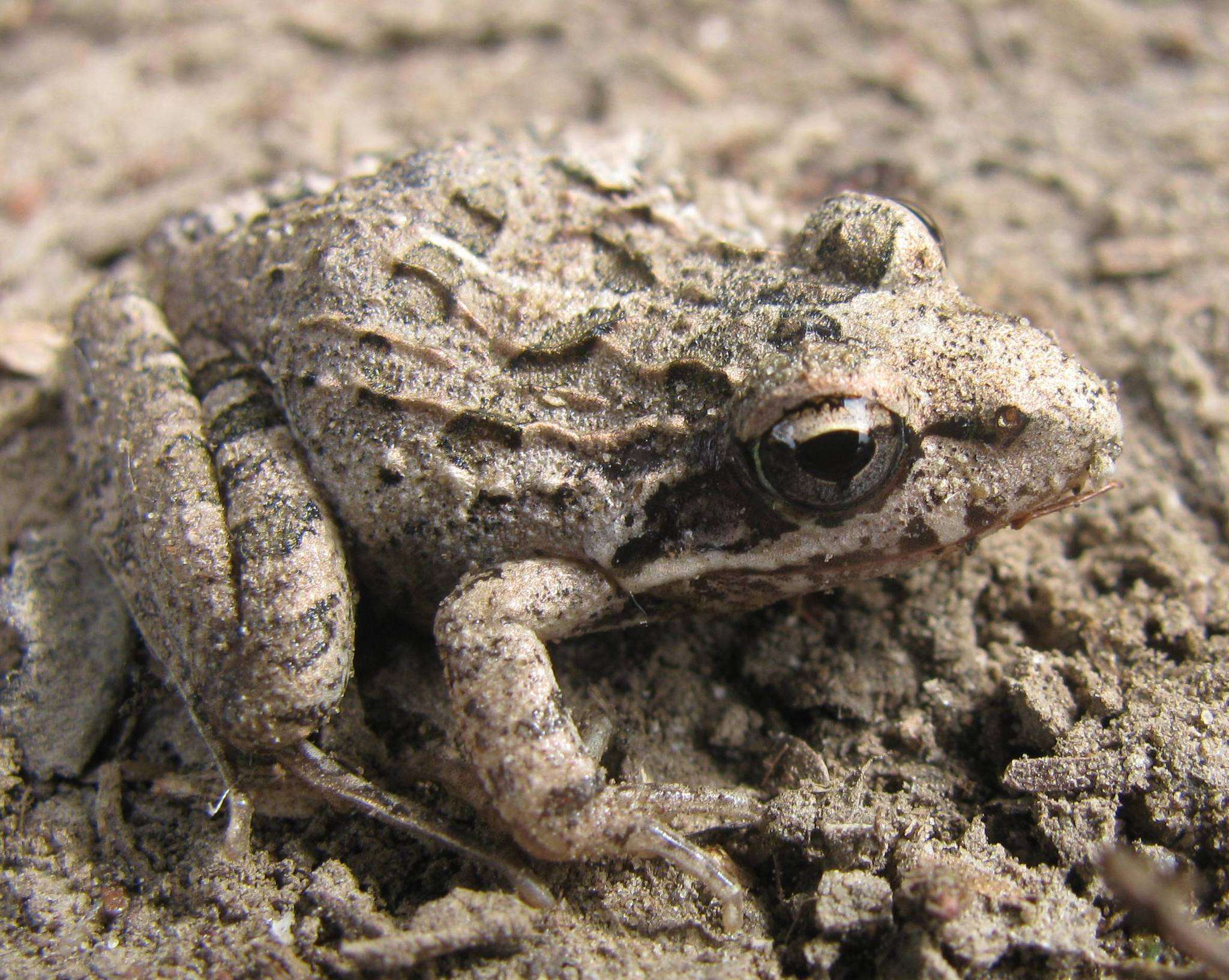 Image of Gray's Stream Frog