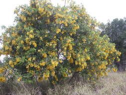 Image of Cassia tomentella (Benth.) Domin