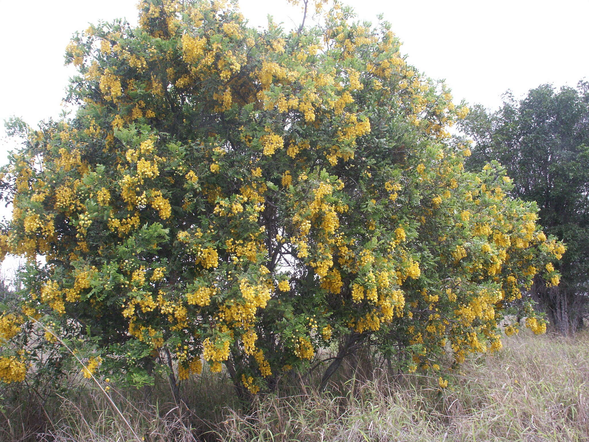 Image of Cassia tomentella (Benth.) Domin