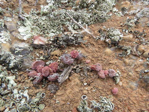 Image of Adromischus marianiae var. immaculatus Uitew.