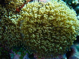 Image of red-mouth mushroom anemone