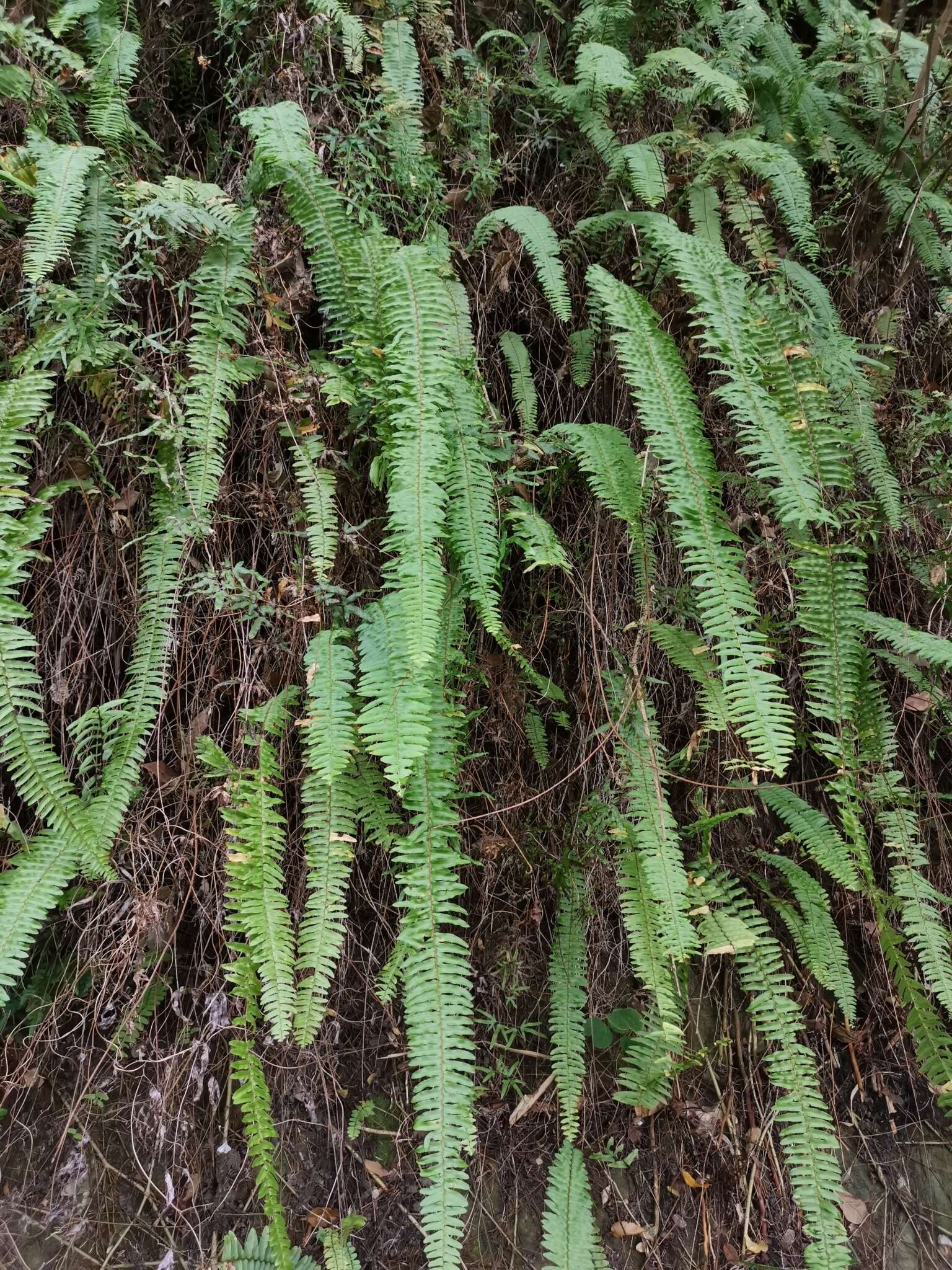 Imagem de Nephrolepis copelandii W. H. Wagner