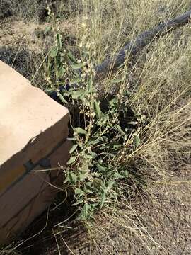 Image of gray globemallow