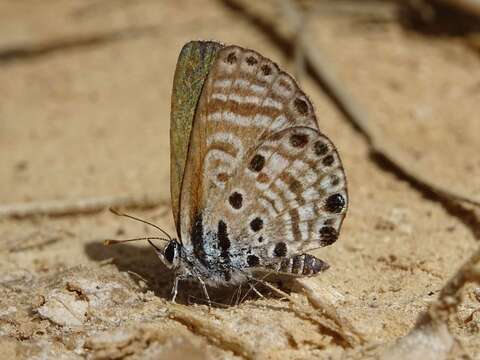 Image of African babul blue