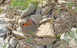 Image of Larche Ringlet