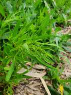 Image of Rumex rossicus Murb.