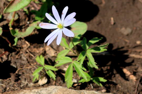 Anemone caucasica Willd. ex Rupr. resmi