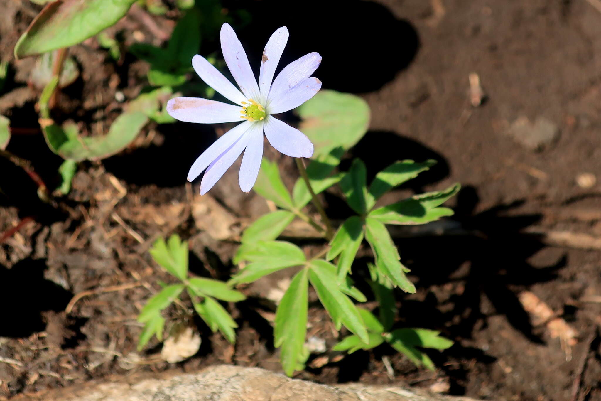 Anemone caucasica Willd. ex Rupr. resmi