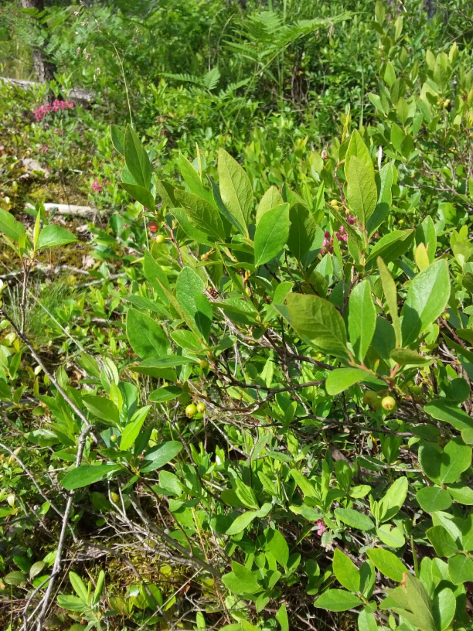 Image de Gaylussacia baccata (Wang.) K. Koch