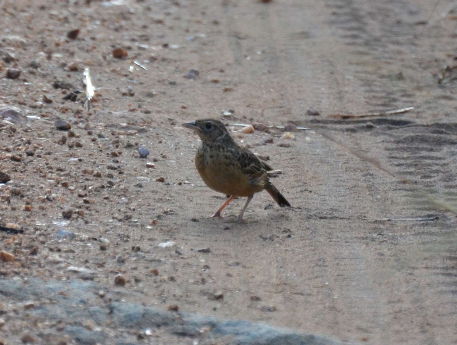 Image of Flappet Lark