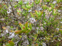 Delosperma asperulum (Salm-Dyck) L. Bol. resmi