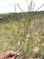 Image of Thesium fruticosum A. W. Hill