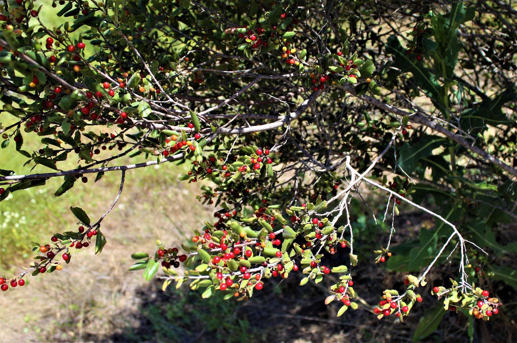 Image of hollyleaf buckthorn