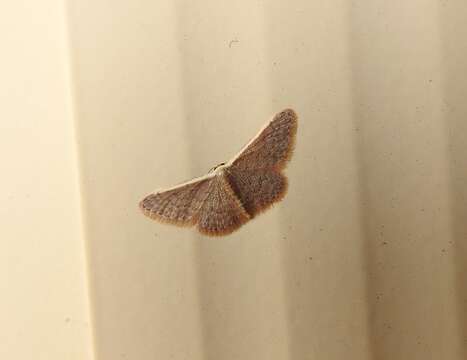 Image of Idaea costaria Walker 1863