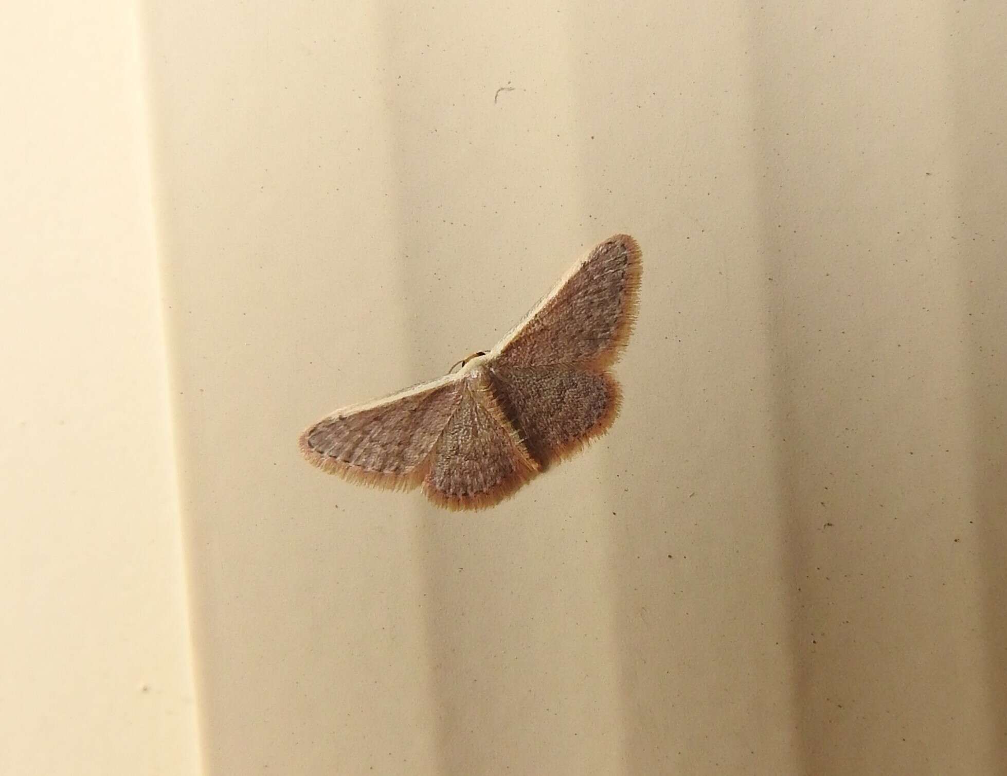 Image of Idaea costaria Walker 1863