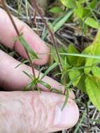 Image of trailing phlox