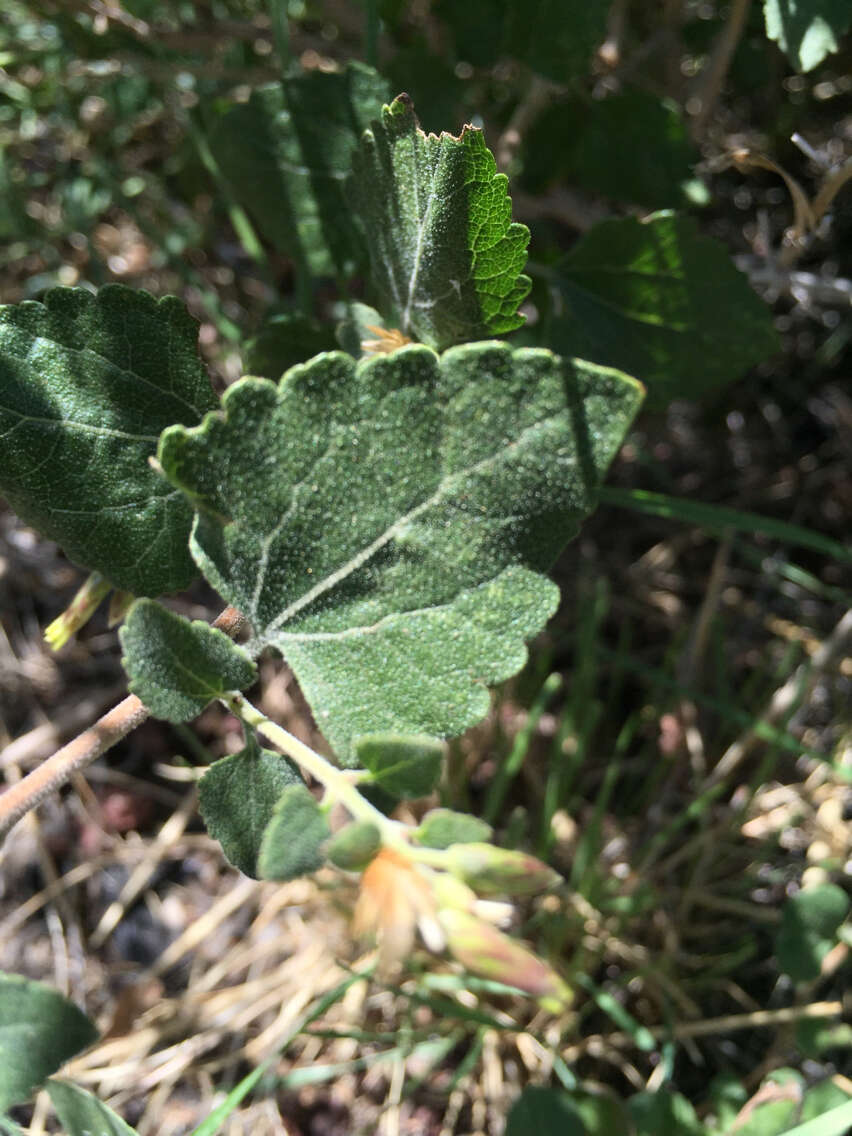 Image of California brickellbush