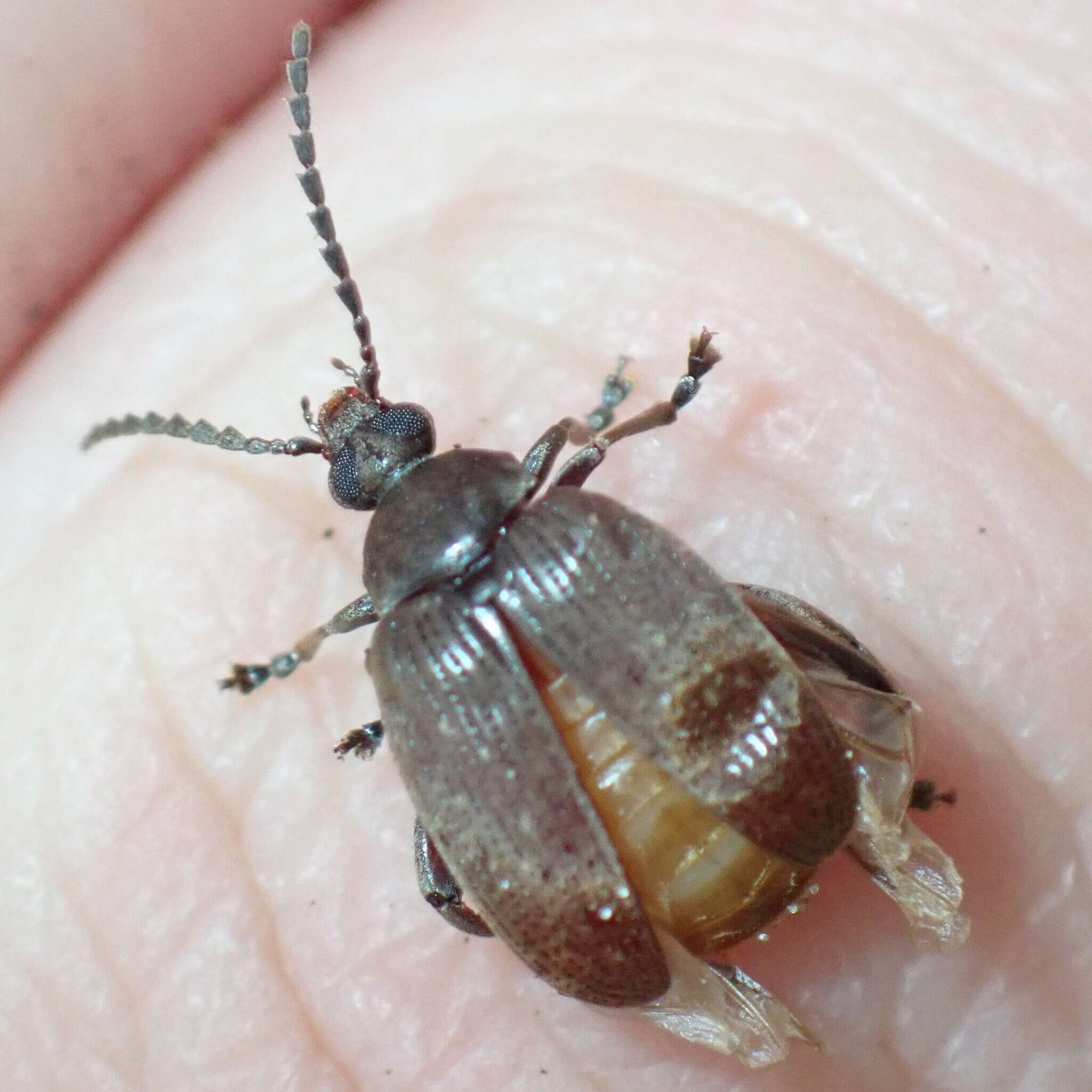 Слика од Caryobruchus gleditsiae (Linnaeus 1767)