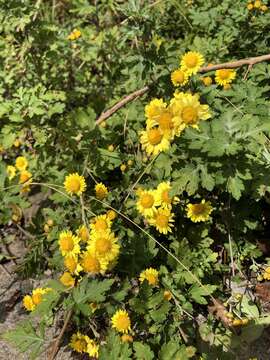 Image de Chrysanthemum arisanense Hayata