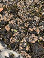 Image of fishscale lichen