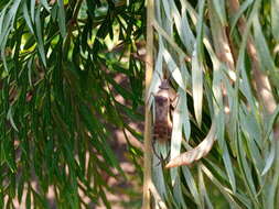 Image de Tupalus (Tupalus) fasciatus (Dallas 1852)