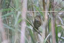 Image of Marsh Babbler