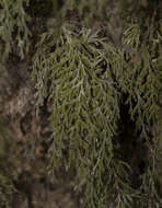 Image of Polyphlebium exsectum (Kunze) Ebihara & Dubuisson