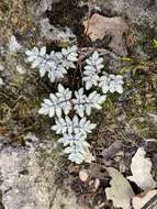 Image of powdery false cloak fern