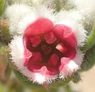 Image of Phylica purpurea var. floccosa Pillans