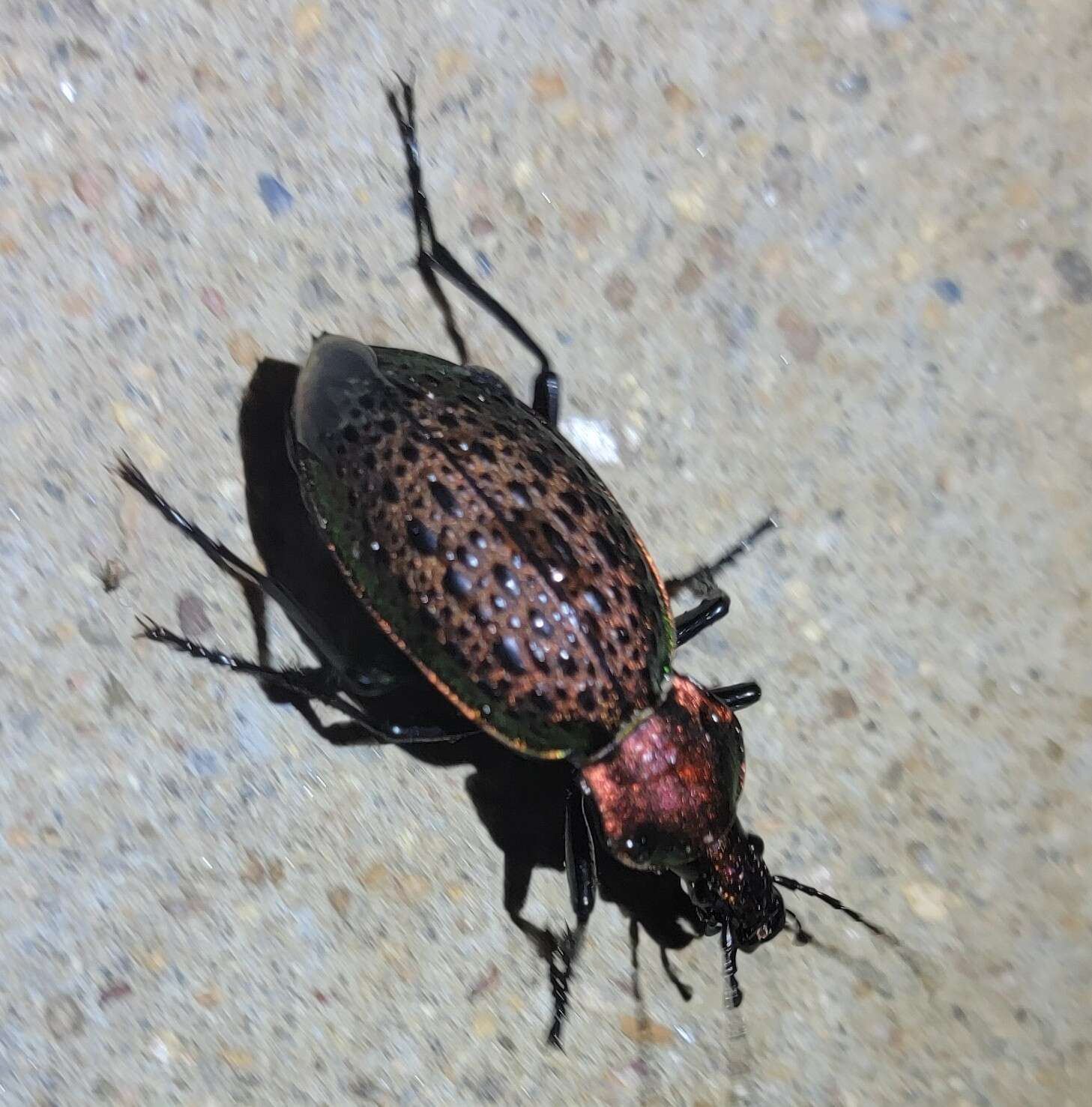 Carabus (Coptolabrus) elysii J. Thomson 1856 resmi