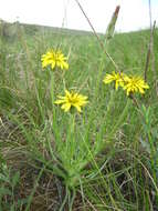 Image of Scorzonera mollis subsp. mollis