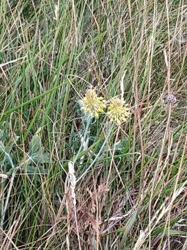 Image of Allium flavum subsp. flavum