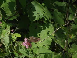 Image of Junonia nigrosuffusa Barnes & McDunnough 1916