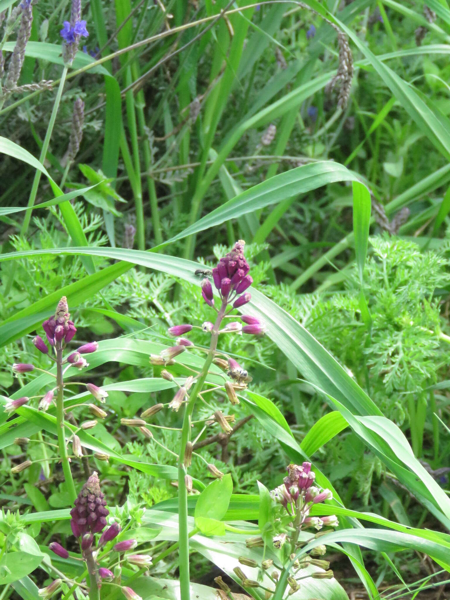 Image of Bellevalia trifoliata (Ten.) Kunth