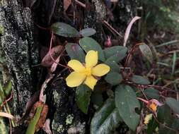 Hibbertia dentata R. Br. resmi