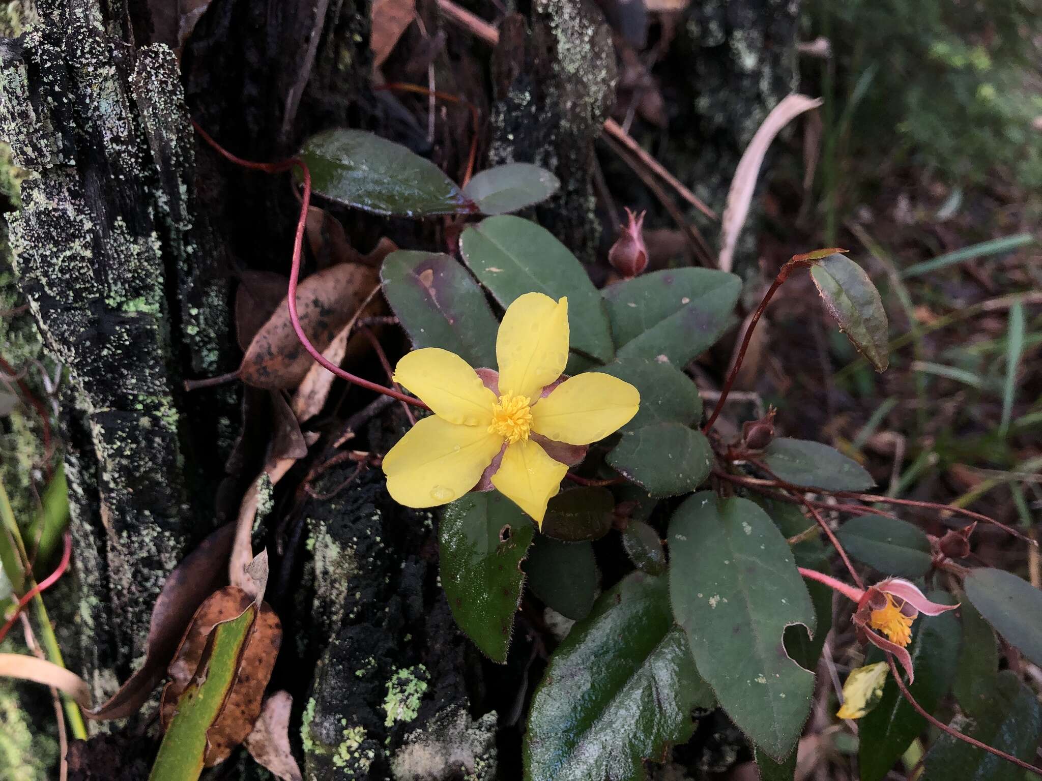 Hibbertia dentata R. Br. resmi