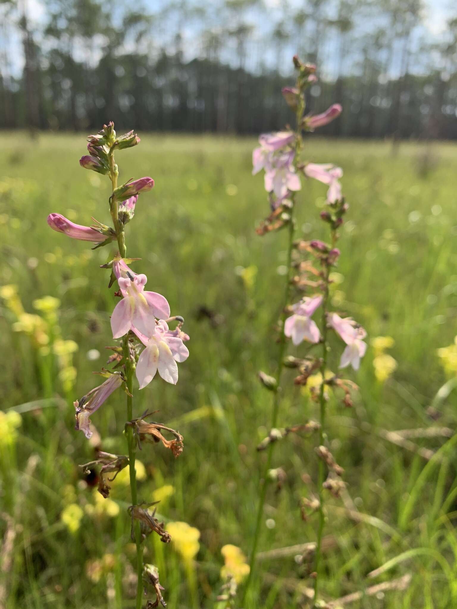 Sivun Lobelia floridana Chapm. kuva