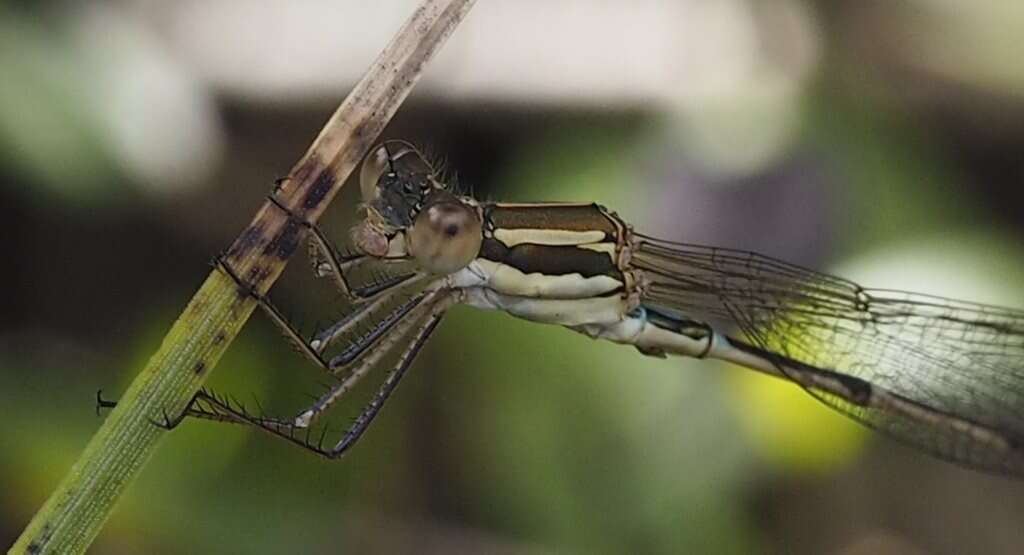 Image of Austrolestes analis (Rambur 1842)