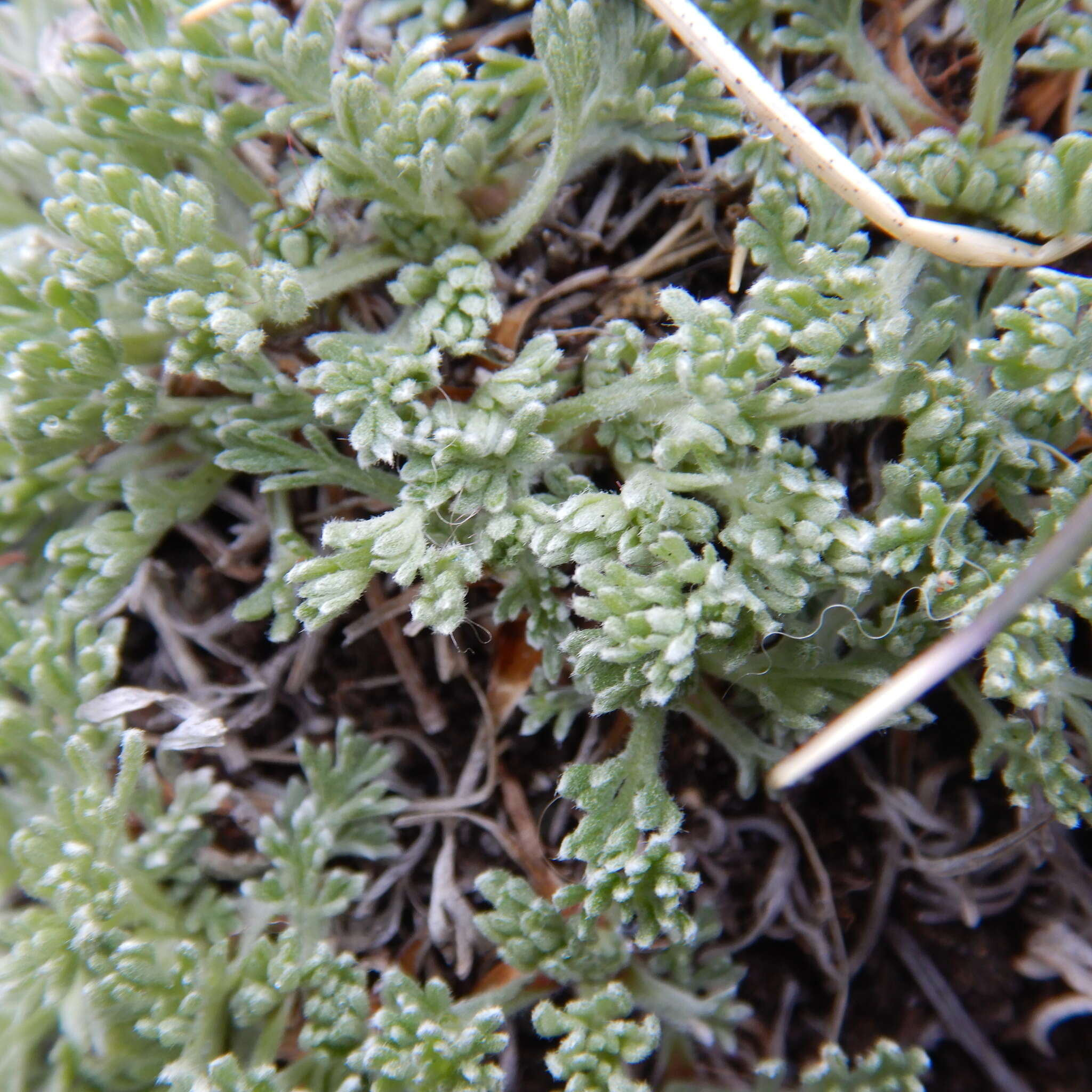 Image of forked wormwood