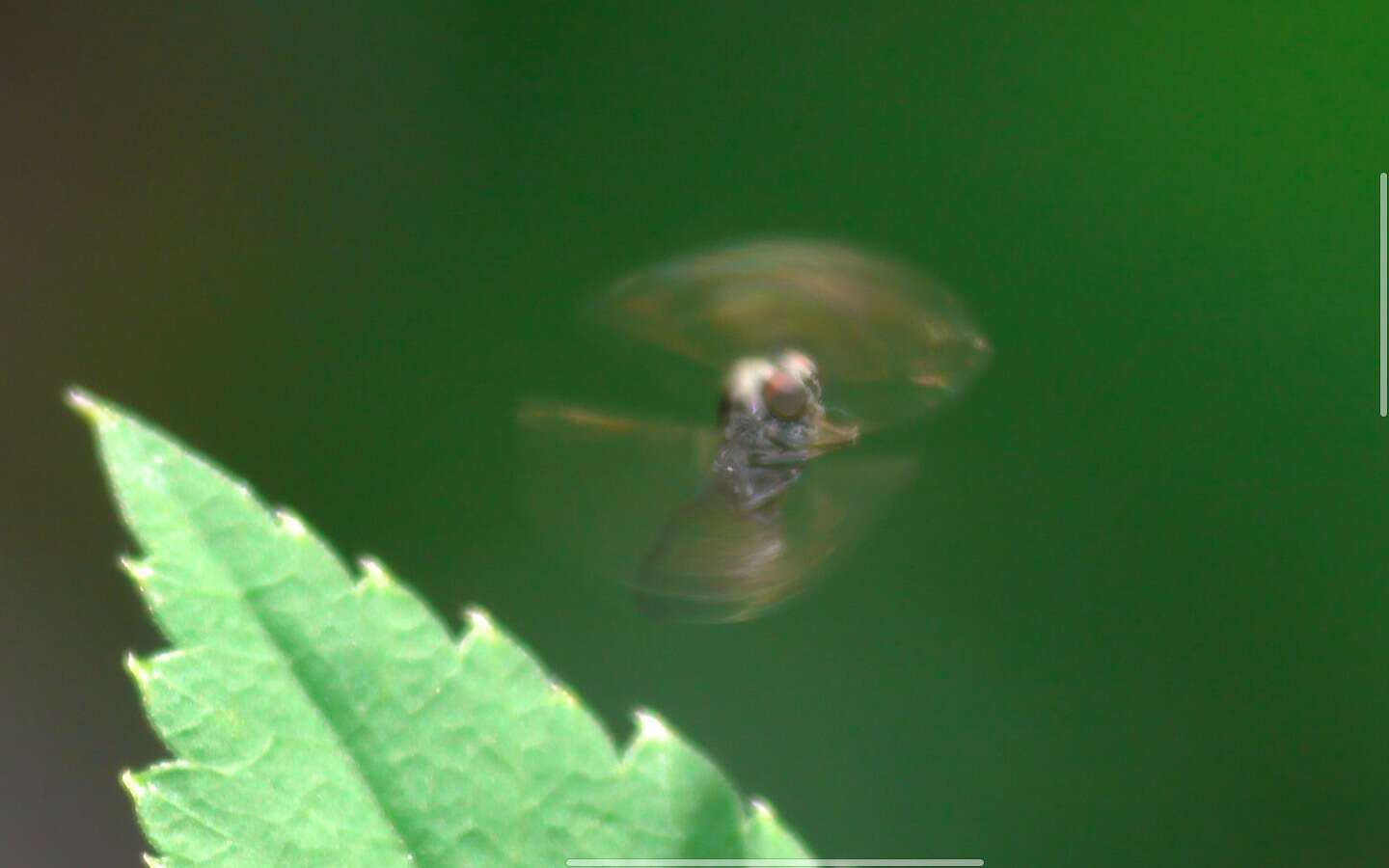 Image de Lindneromyia dorsalis (Meigen 1804)