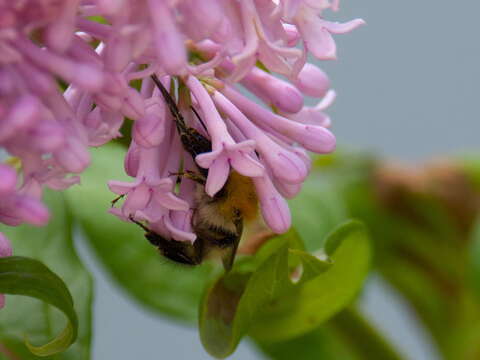 Image of Bombus consobrinus Dahlbom 1832